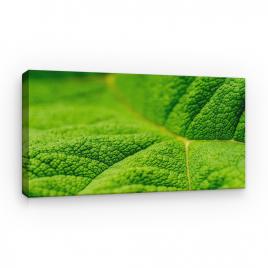 Tablou Canvas Natura - Frunza Verde Macro, 60 x 40 cm