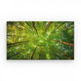 Tablou Canvas Natura - Privire printre Copaci, 60 x 40 cm