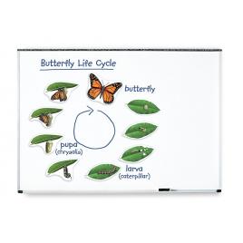 Ciclul vietii fluturelui - set magnetic